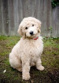 Image result for golden doodle puppy